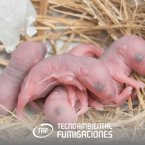 NIDO DE RATAS - CONTROL ROEDORES