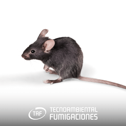 RATAS - CONTROL ROEDORES