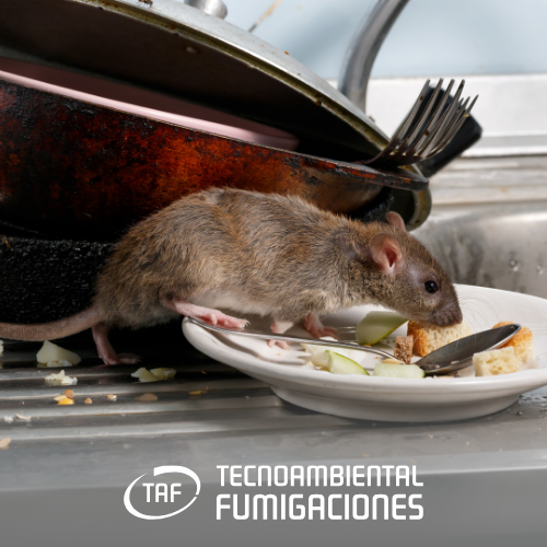 RATAS DE ALCANTARILLA - CONTROL ROEDORES